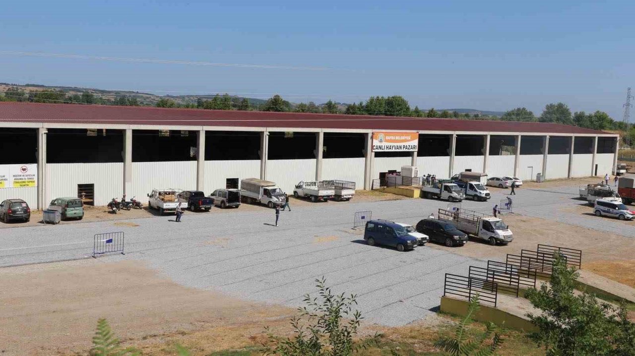 Bafra Canlı Hayvan Pazarı yeniden açıldı