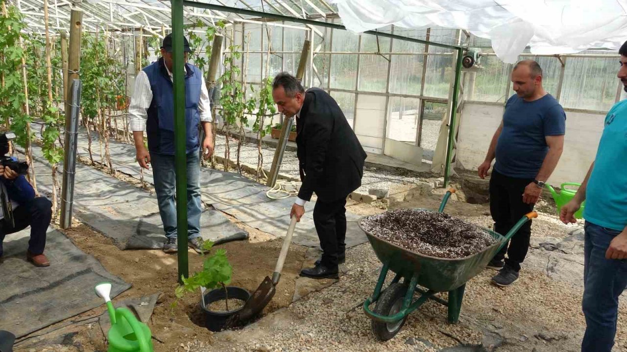 Akademik fidanlar çiftçilere dağıtıldı