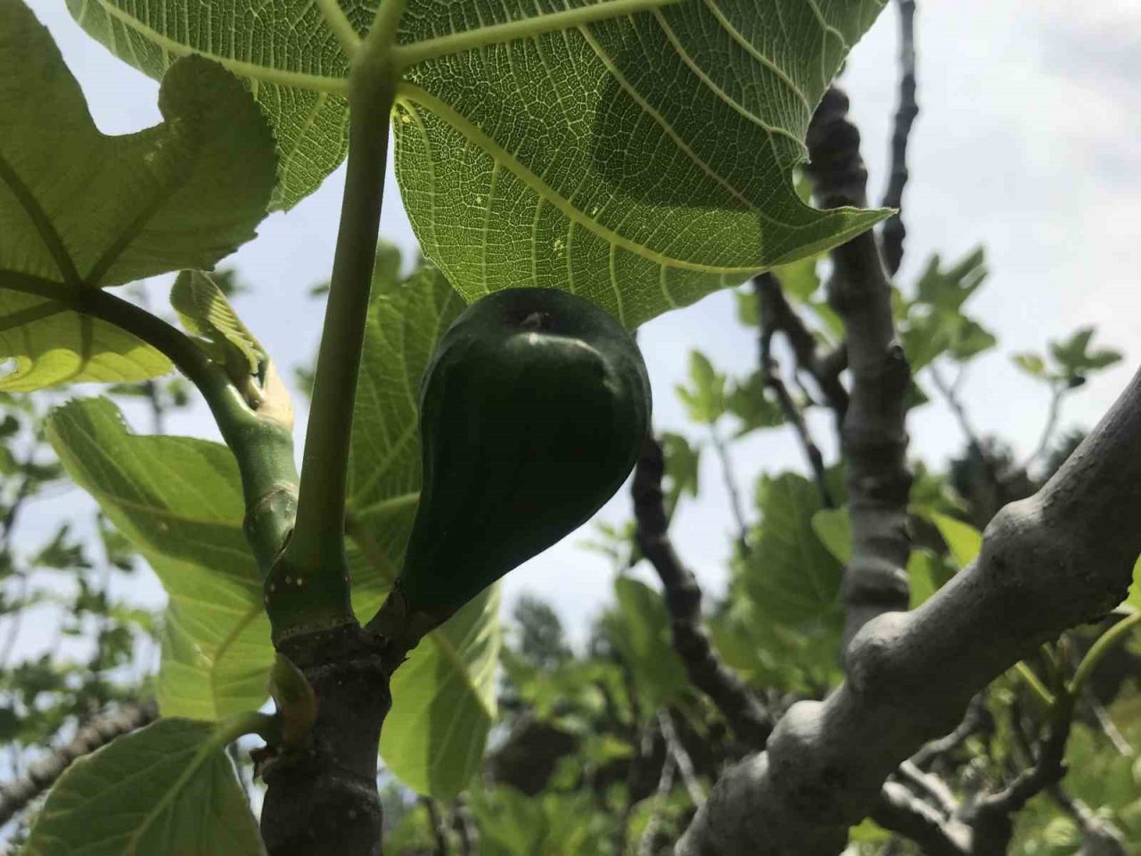 Antalya’da incir bahçeleri sezona hazırlanıyor