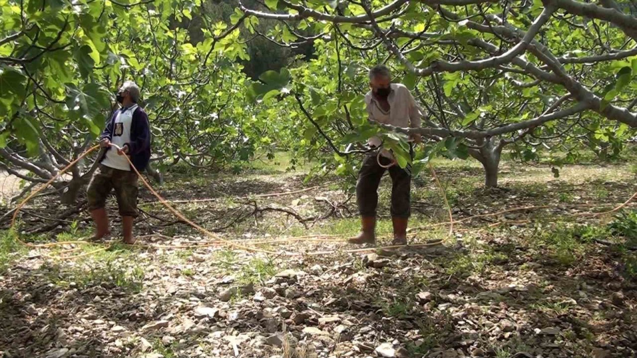 Antalya’da incir bahçeleri sezona hazırlanıyor
