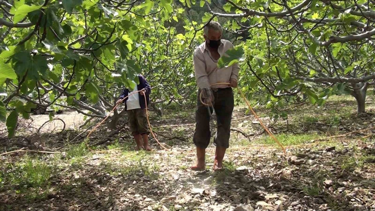 Antalya’da incir bahçeleri sezona hazırlanıyor