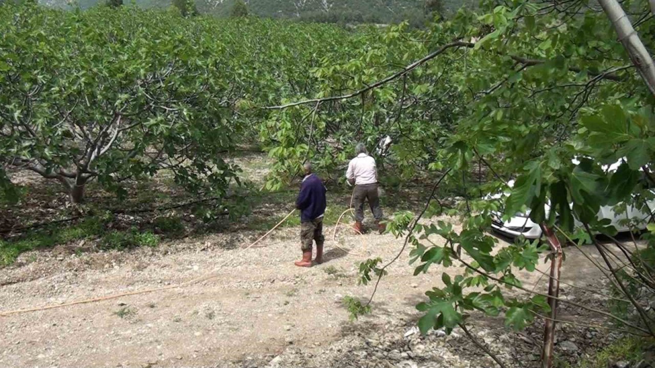 Antalya’da incir bahçeleri sezona hazırlanıyor