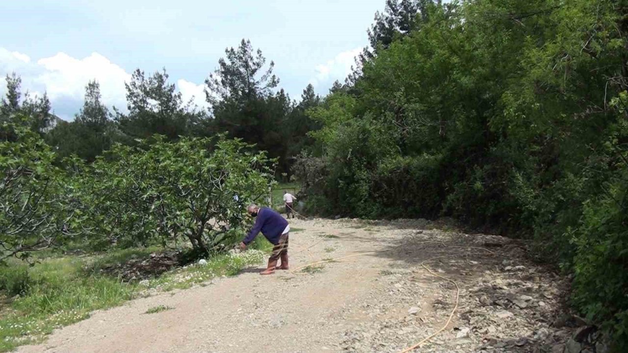 Antalya’da incir bahçeleri sezona hazırlanıyor