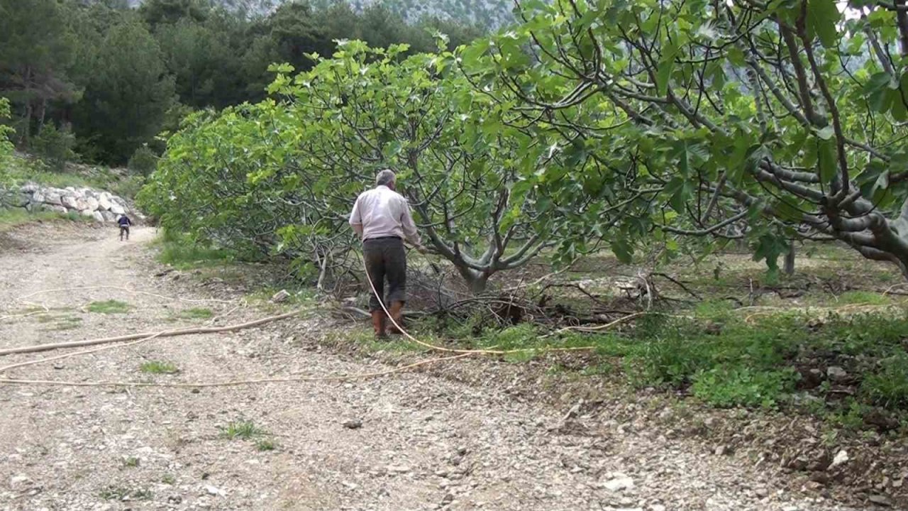 Antalya’da incir bahçeleri sezona hazırlanıyor