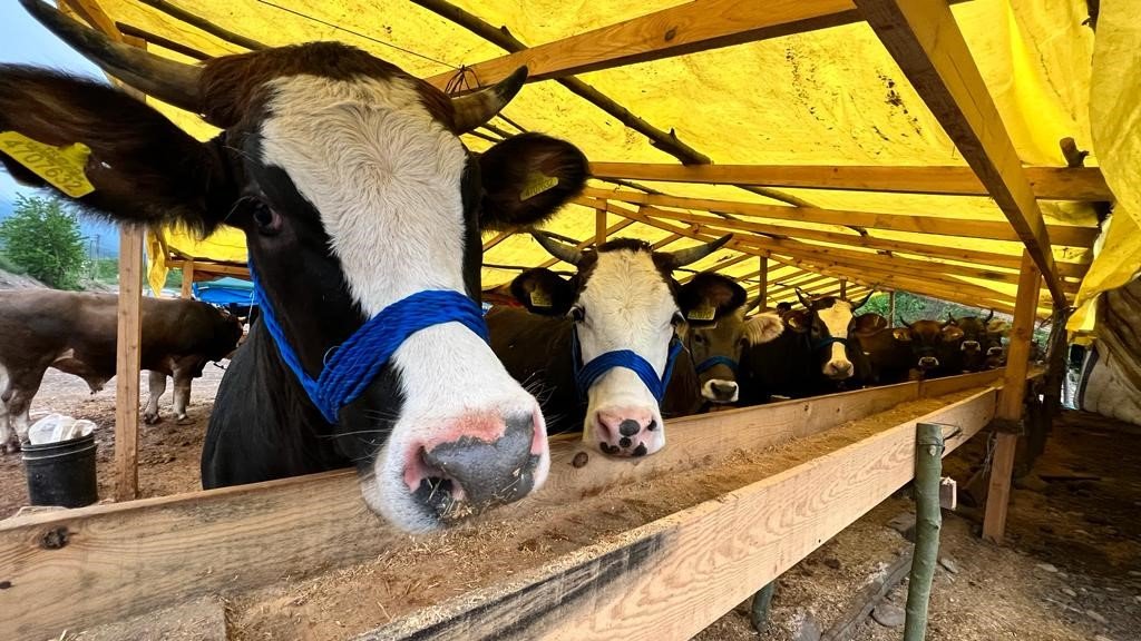Kurbanlık hayvan satış yeri için hazırlıklar tamam
