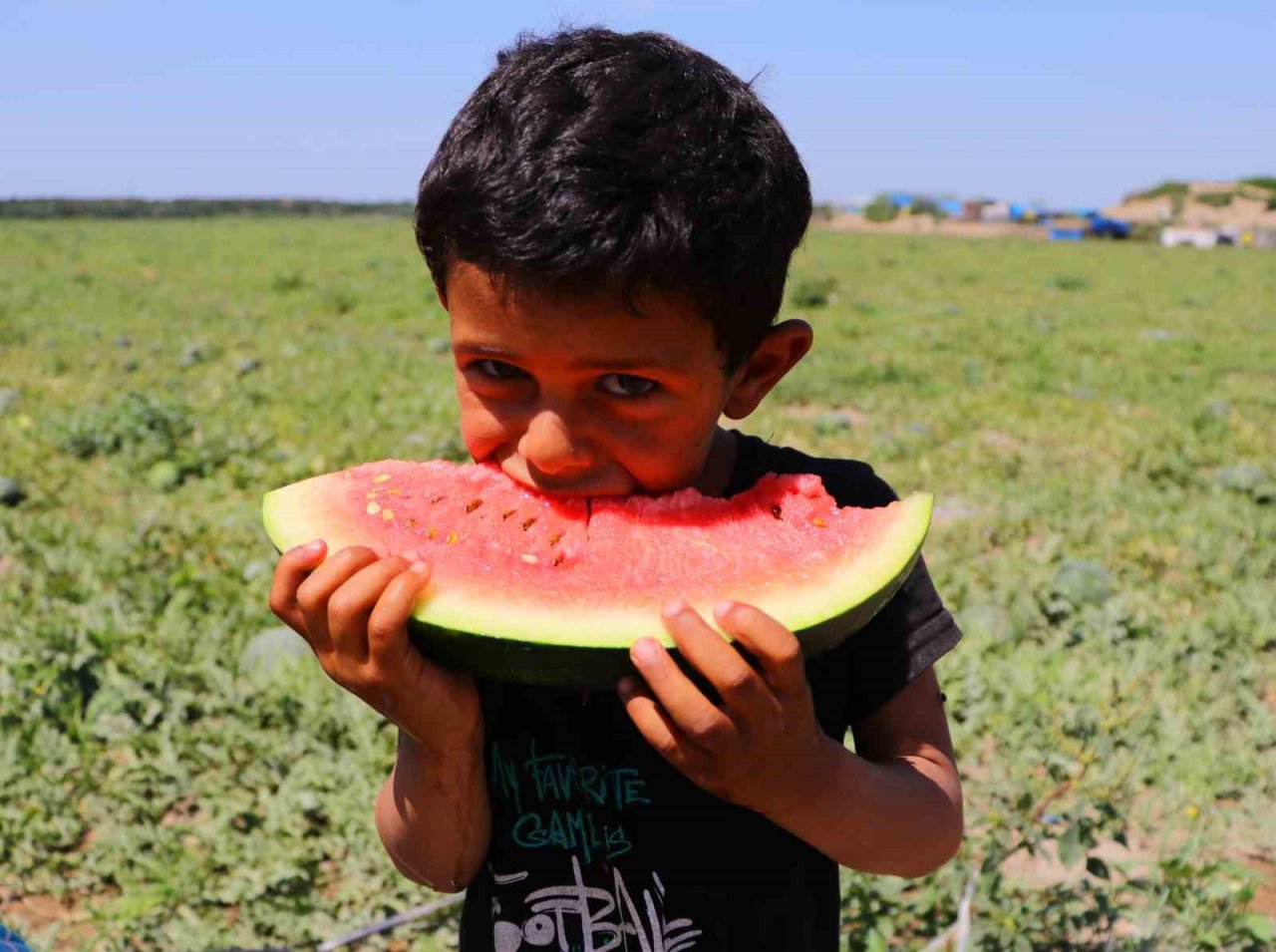 Tescilli Adana karpuzunda hasat başladı