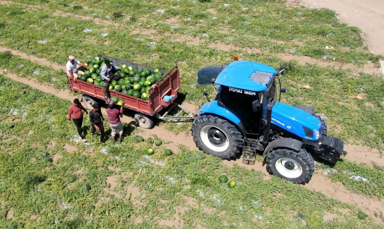 Tescilli Adana karpuzunda hasat başladı
