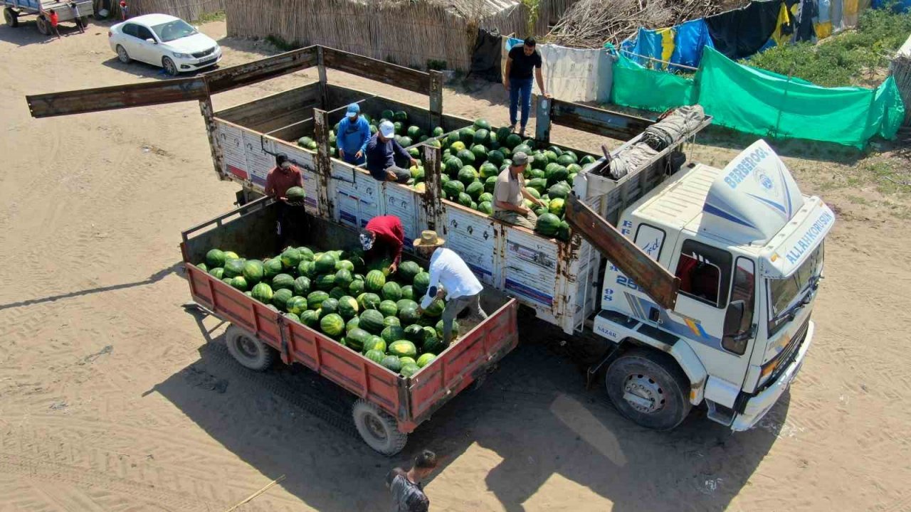 Tescilli Adana karpuzunda hasat başladı