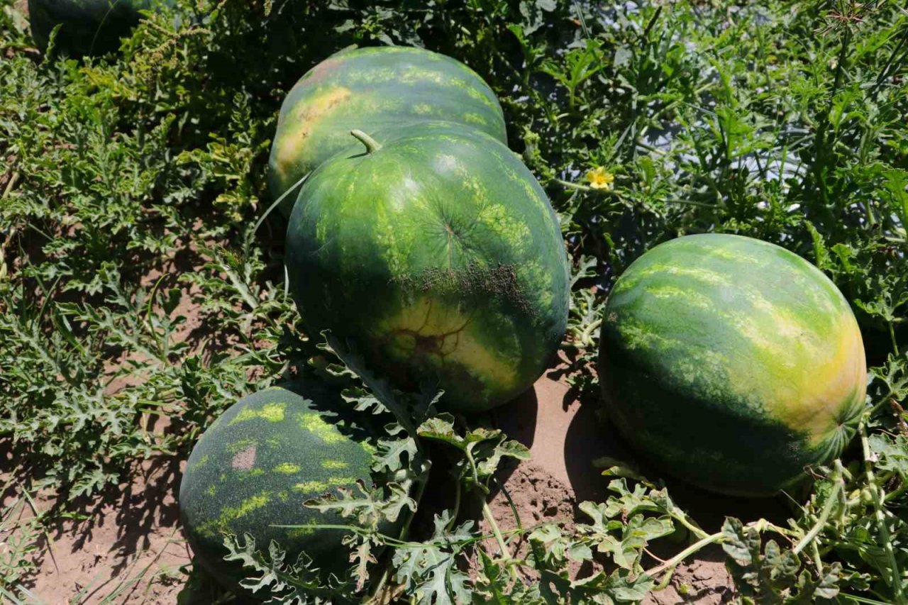 Tescilli Adana karpuzunda hasat başladı