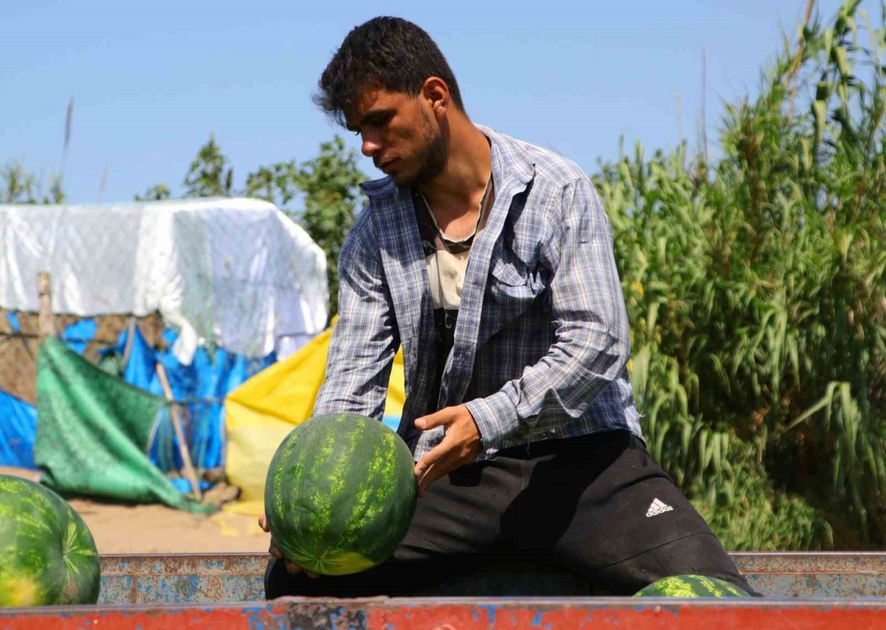 Tescilli Adana karpuzunda hasat başladı