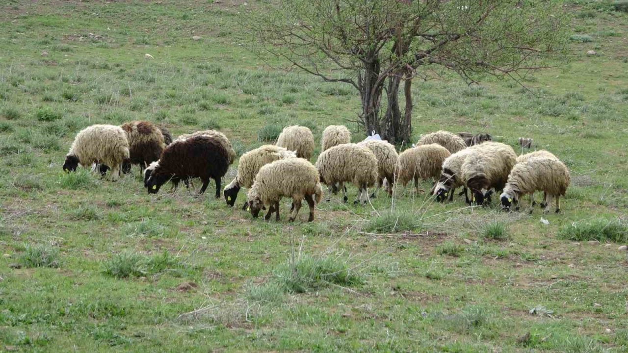 Köylerine geri dönen çiftçilere küçükbaş hayvan desteği