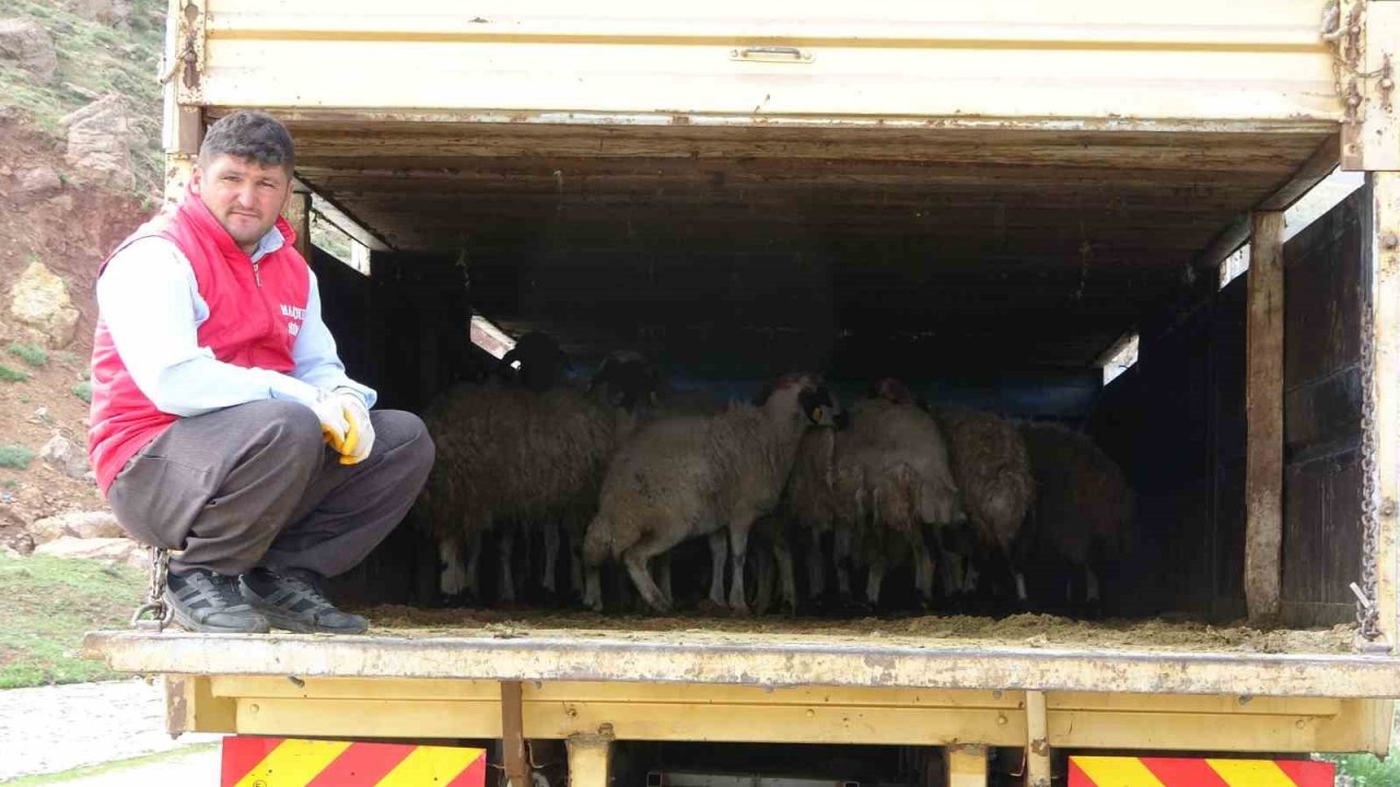 Köylerine geri dönen çiftçilere küçükbaş hayvan desteği