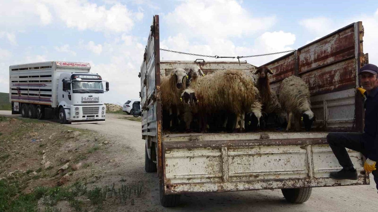 Köylerine geri dönen çiftçilere küçükbaş hayvan desteği