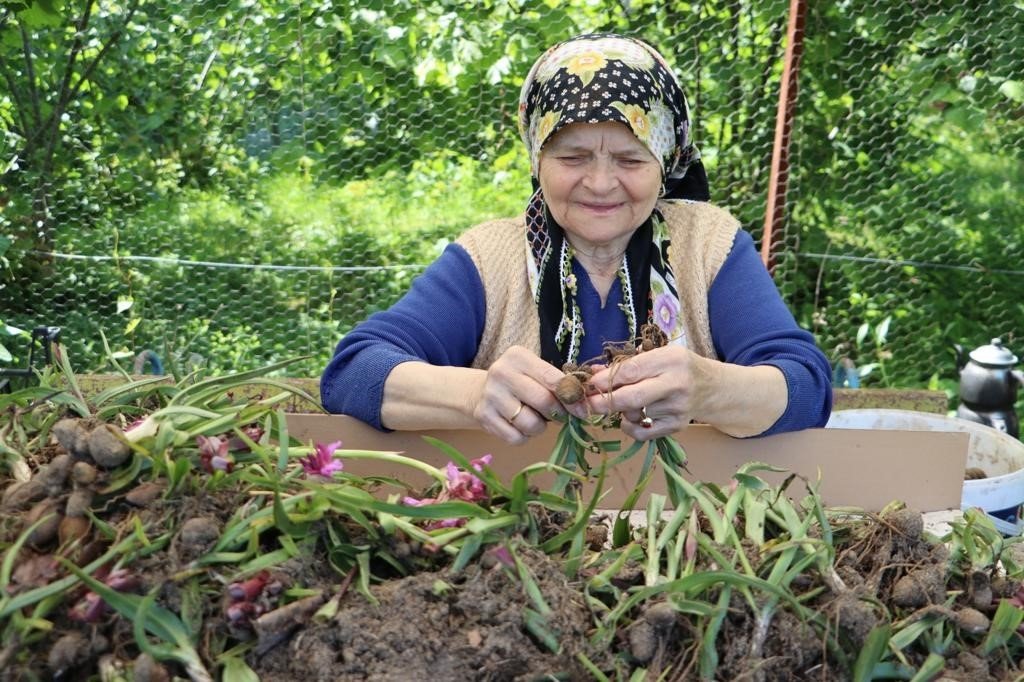 Fındık diyarı Ordu’da salep hasadı başladı