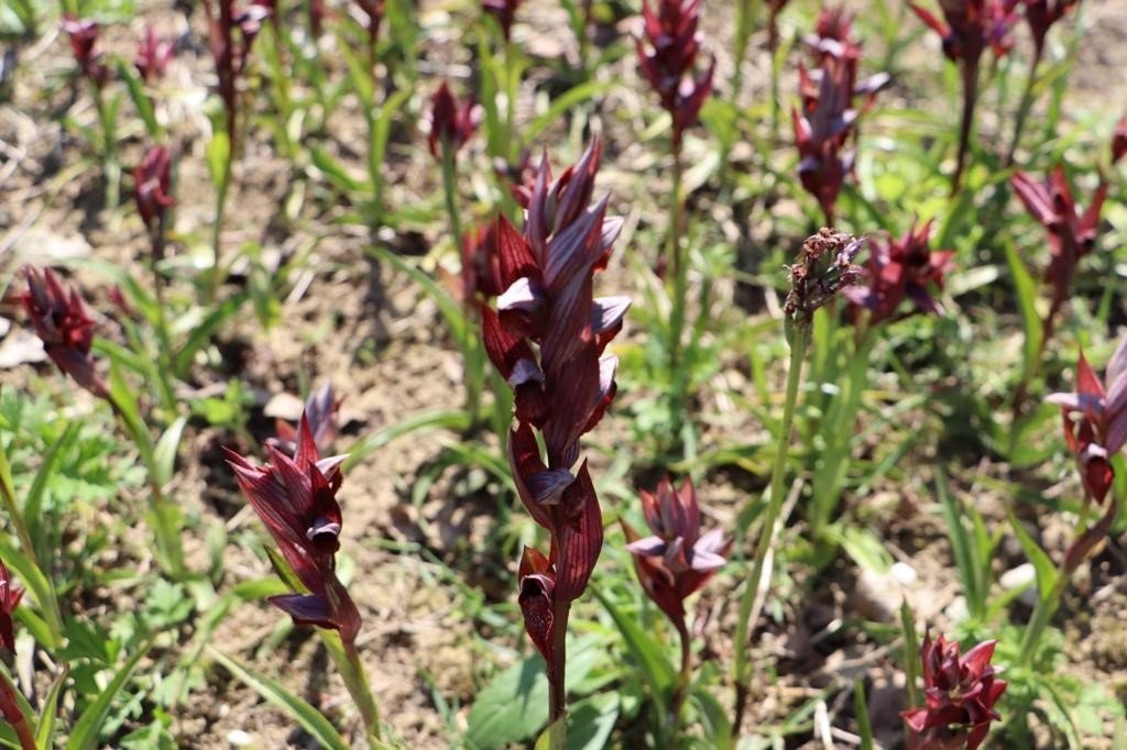 Fındık diyarı Ordu’da salep hasadı başladı