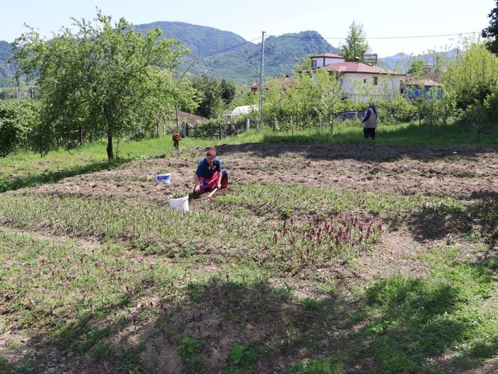 Fındık diyarı Ordu’da salep hasadı başladı