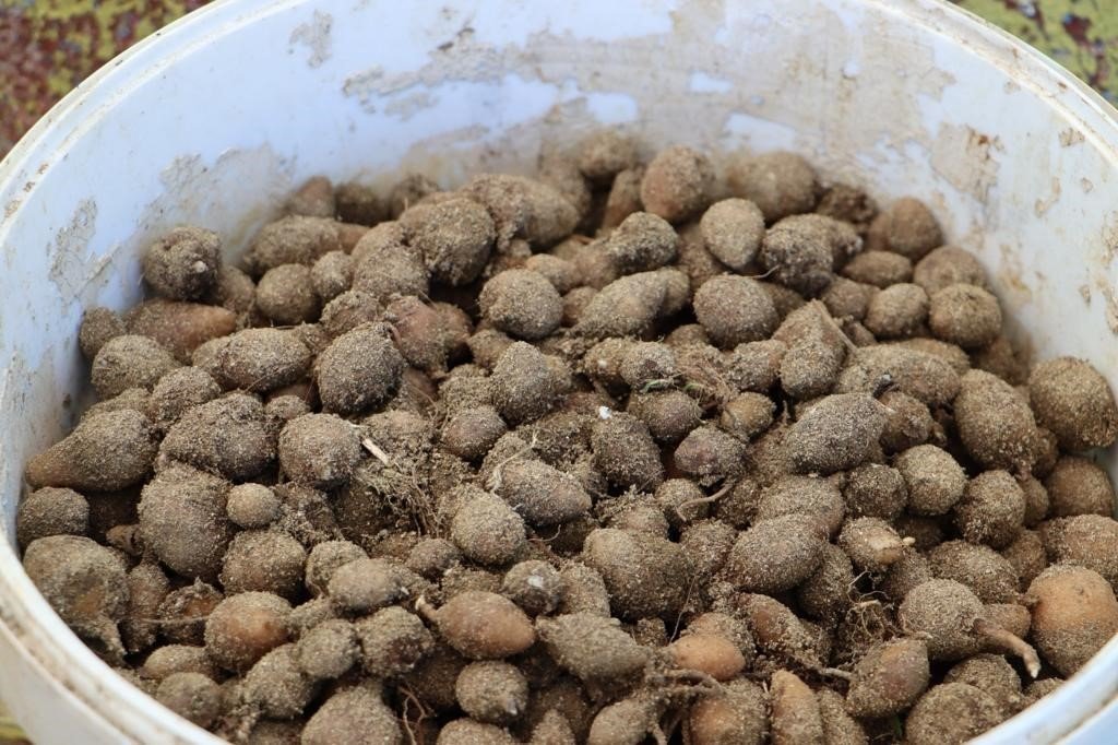 Fındık diyarı Ordu’da salep hasadı başladı