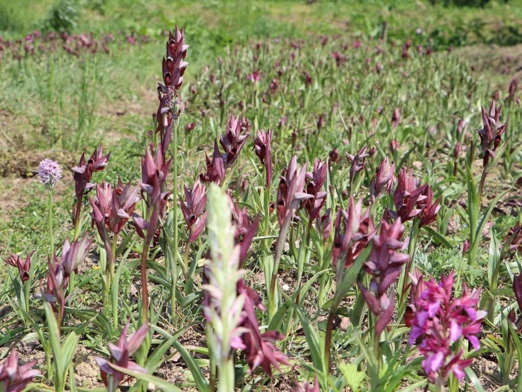 Fındık diyarı Ordu’da salep hasadı başladı