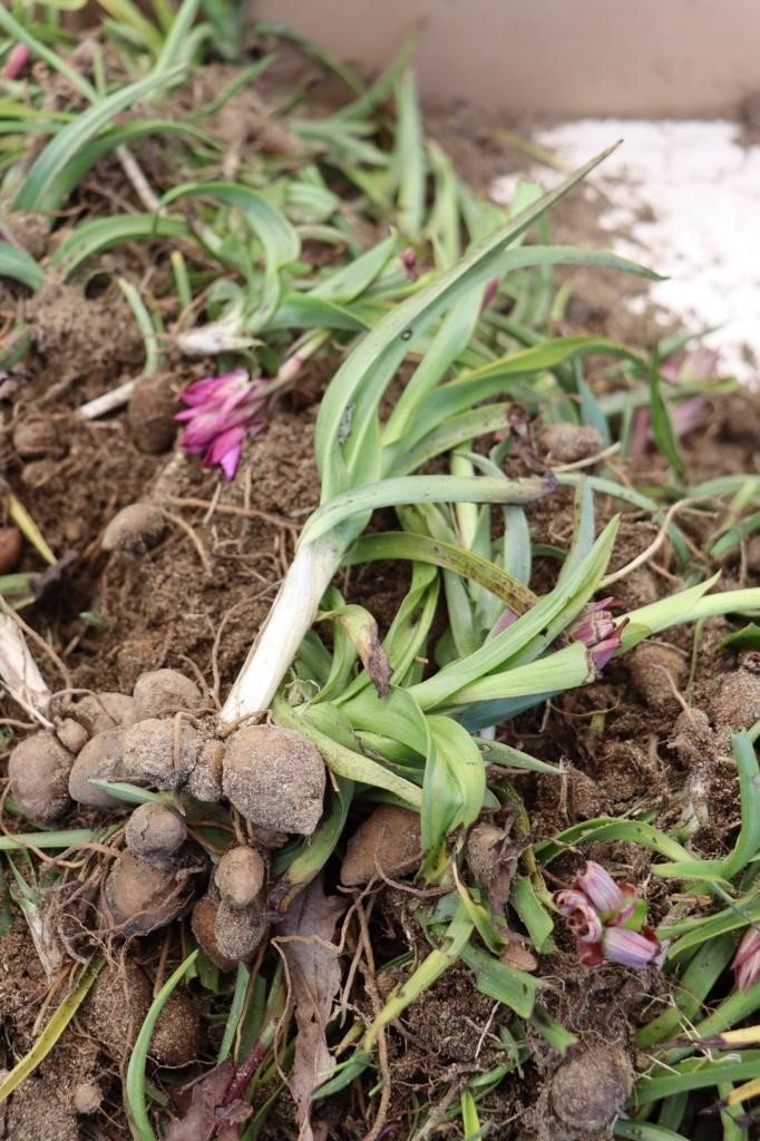 Fındık diyarı Ordu’da salep hasadı başladı