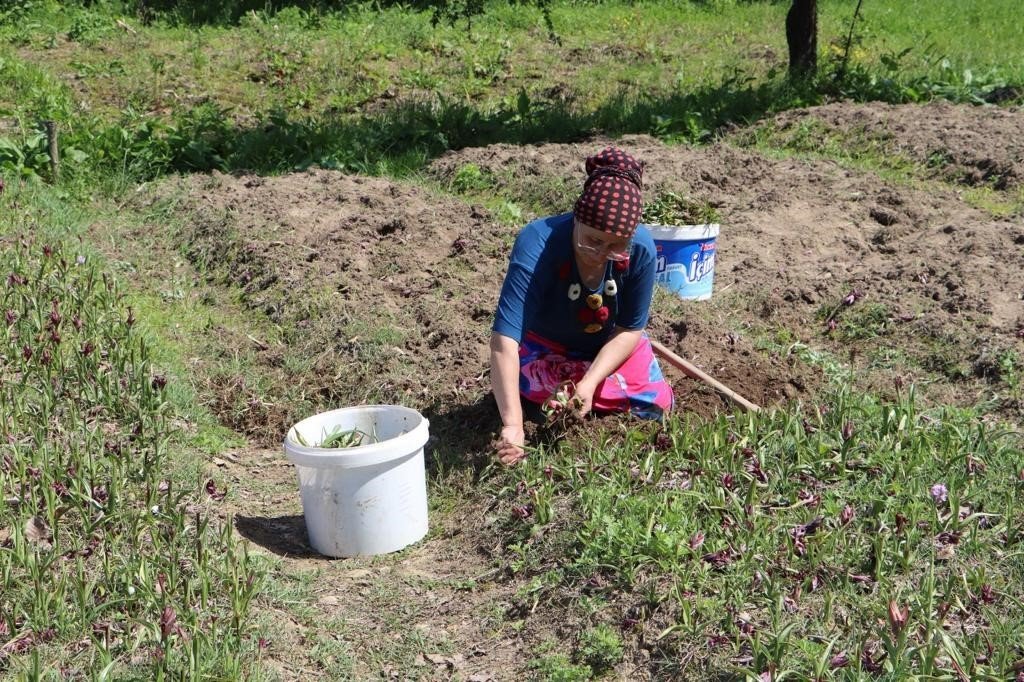 Fındık diyarı Ordu’da salep hasadı başladı