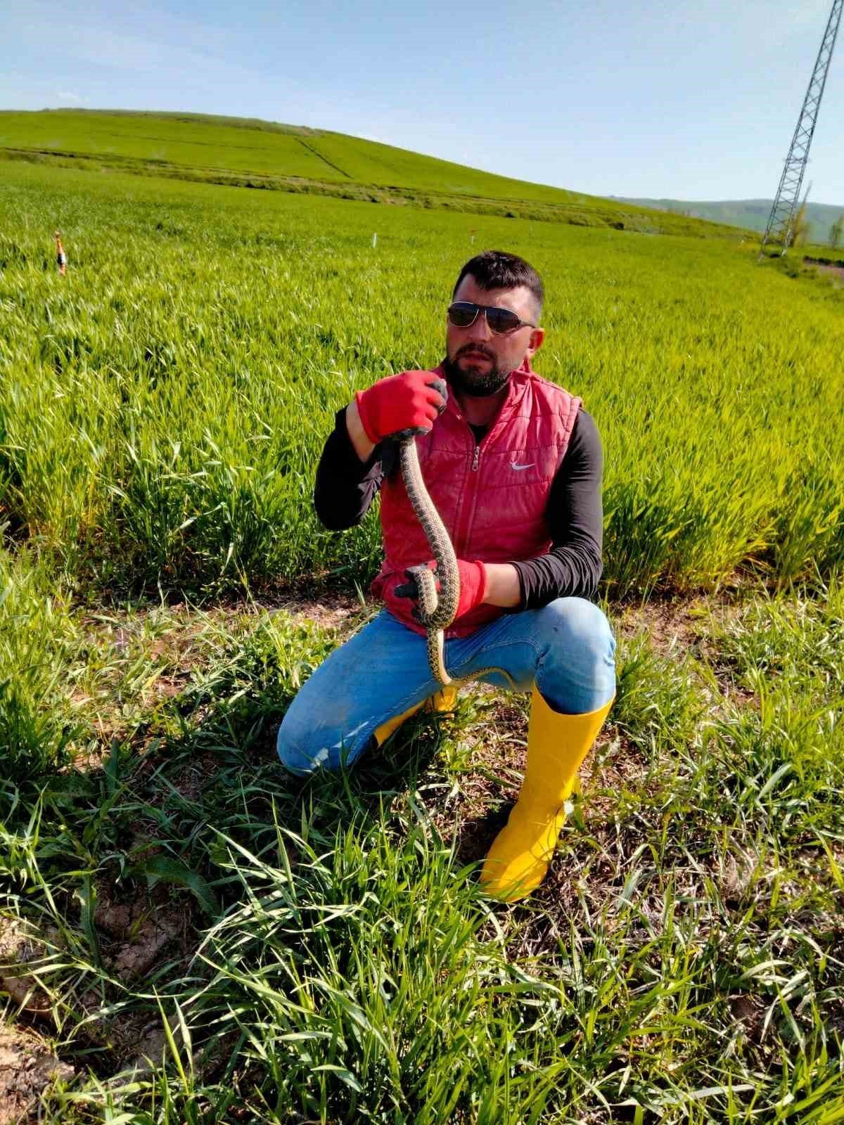 Yakaladığı yılanla kedi yavrusuyla oynar gibi oynadı