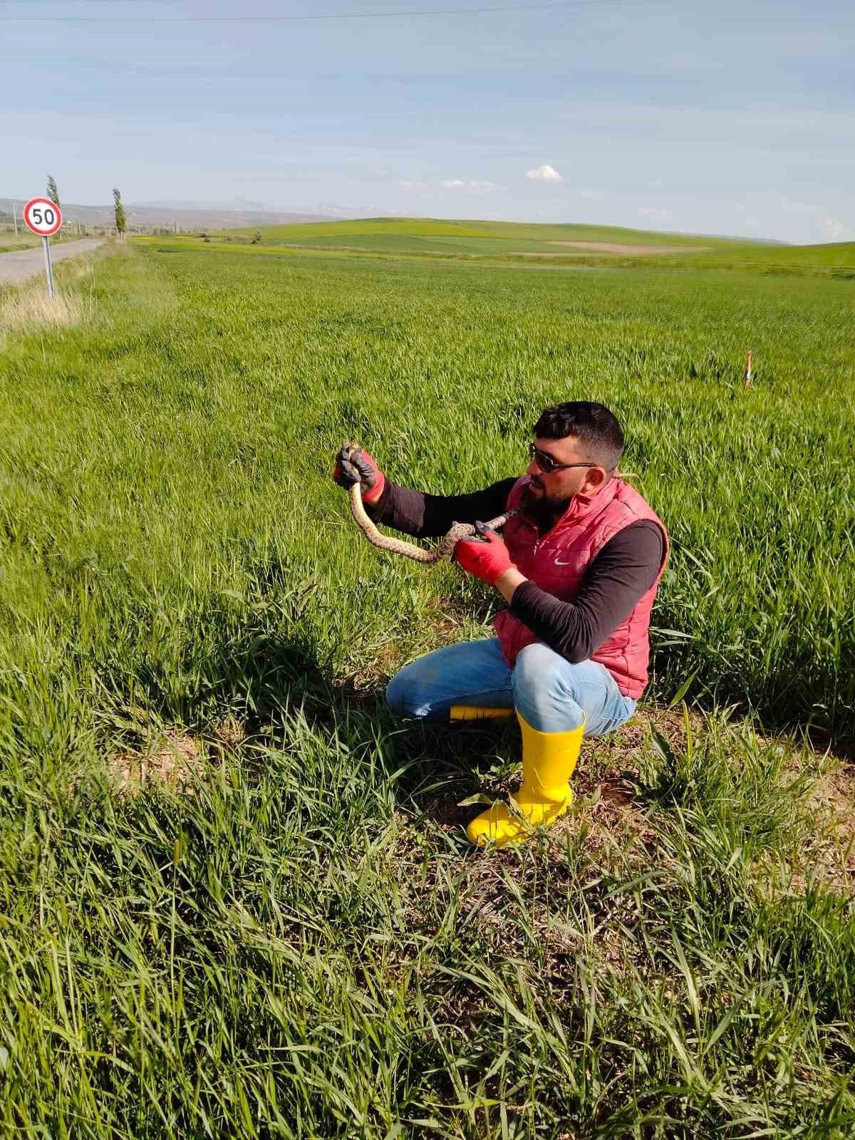 Yakaladığı yılanla kedi yavrusuyla oynar gibi oynadı