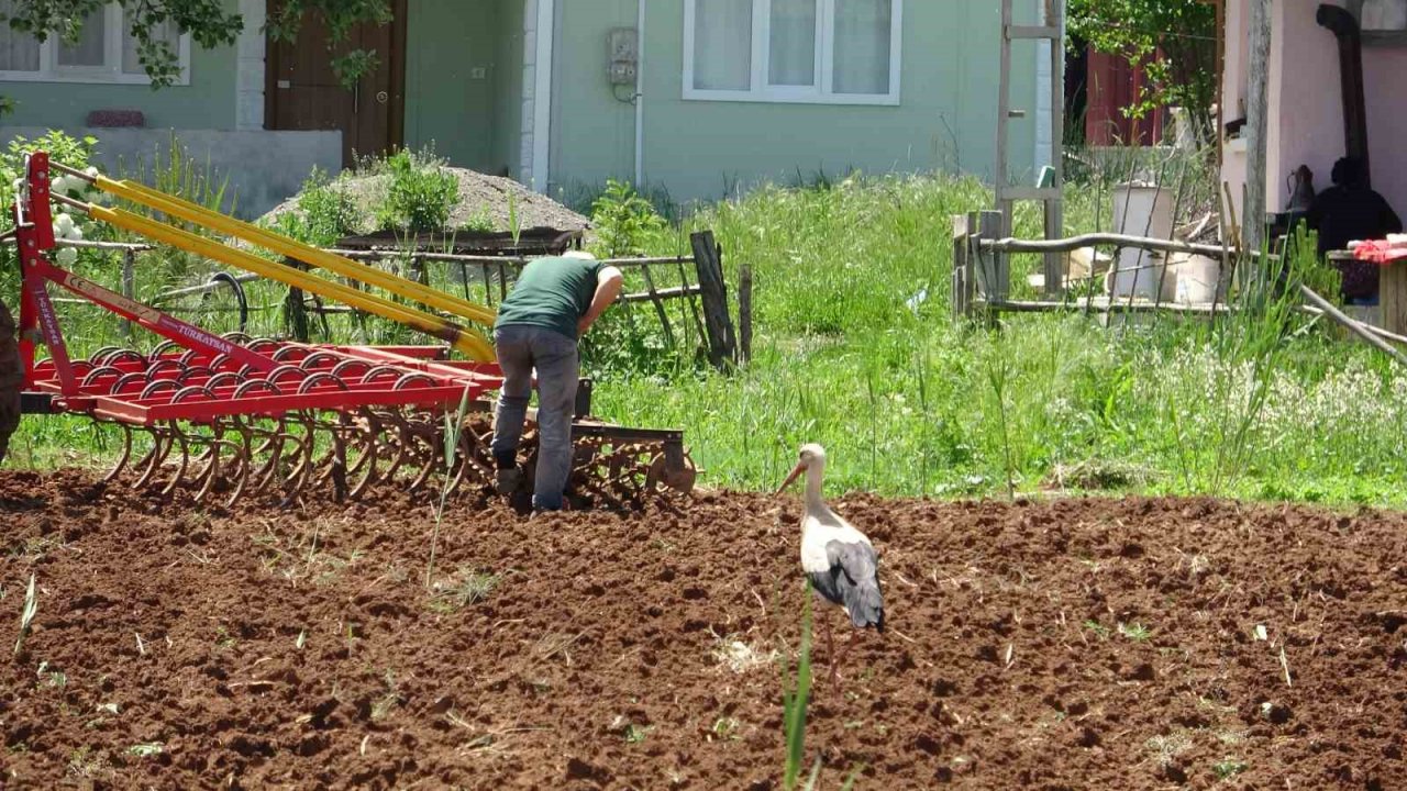 Bu köy 40 yıllık misafir leylekleriyle dikkat çekiyor