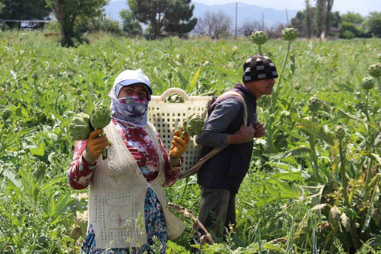 Aydın’da enginar hasadında sona yaklaşıldı