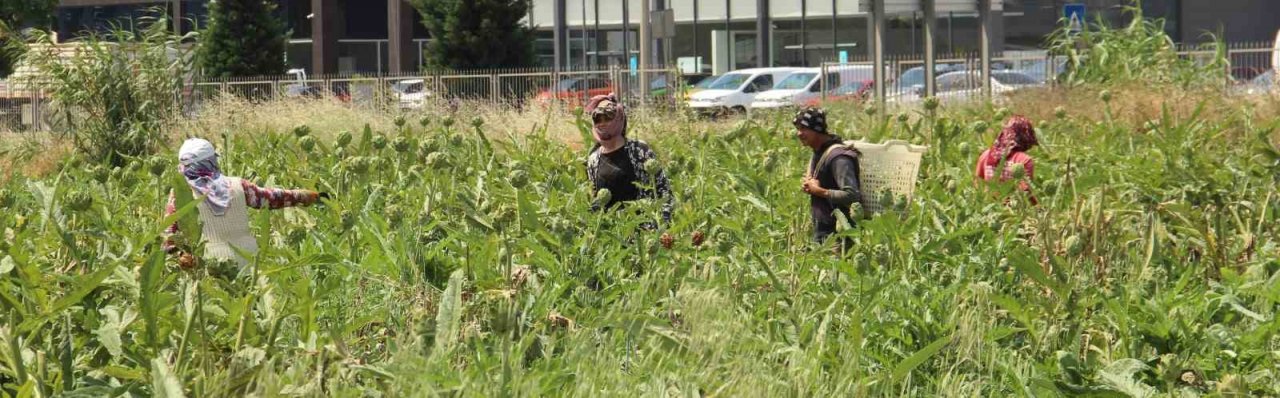 Aydın’da enginar hasadında sona yaklaşıldı