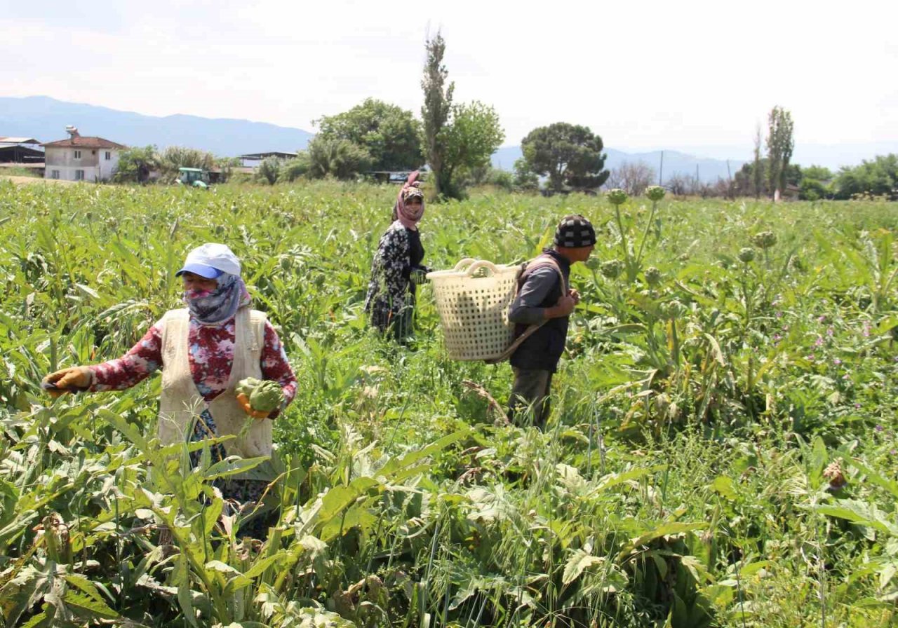 Aydın’da enginar hasadında sona yaklaşıldı