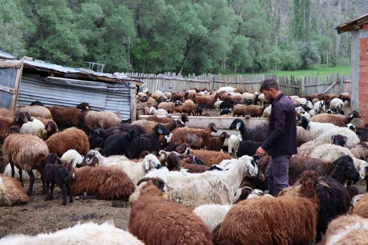 Ayıların kavgasını görüntüledi