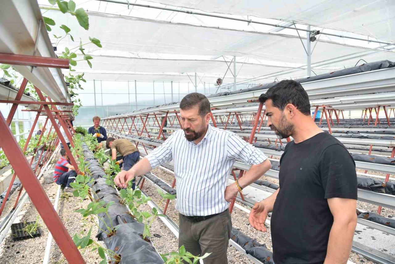 Jeotermal serada 10 bin kök çilek dikildi
