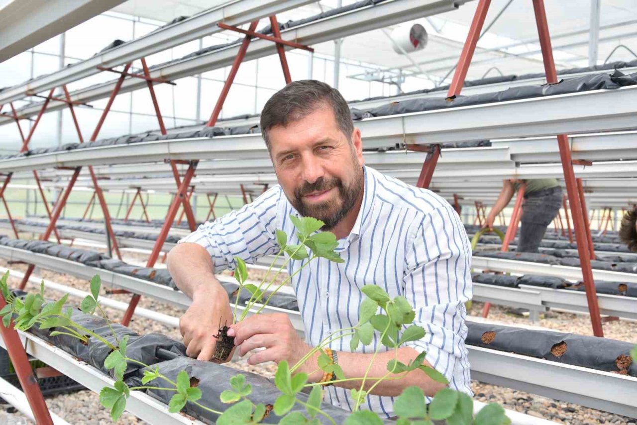 Jeotermal serada 10 bin kök çilek dikildi