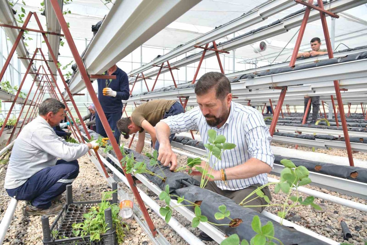 Jeotermal serada 10 bin kök çilek dikildi