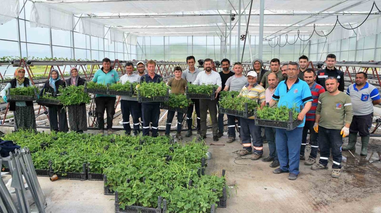 Jeotermal serada 10 bin kök çilek dikildi