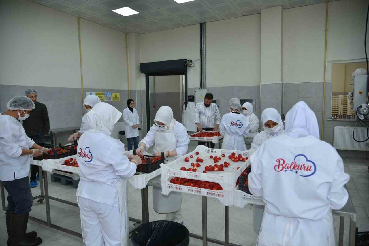 Jeotermal serada 10 bin kök çilek dikildi