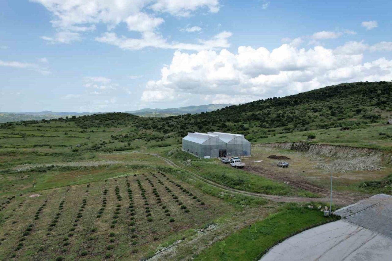 Jeotermal serada 10 bin kök çilek dikildi