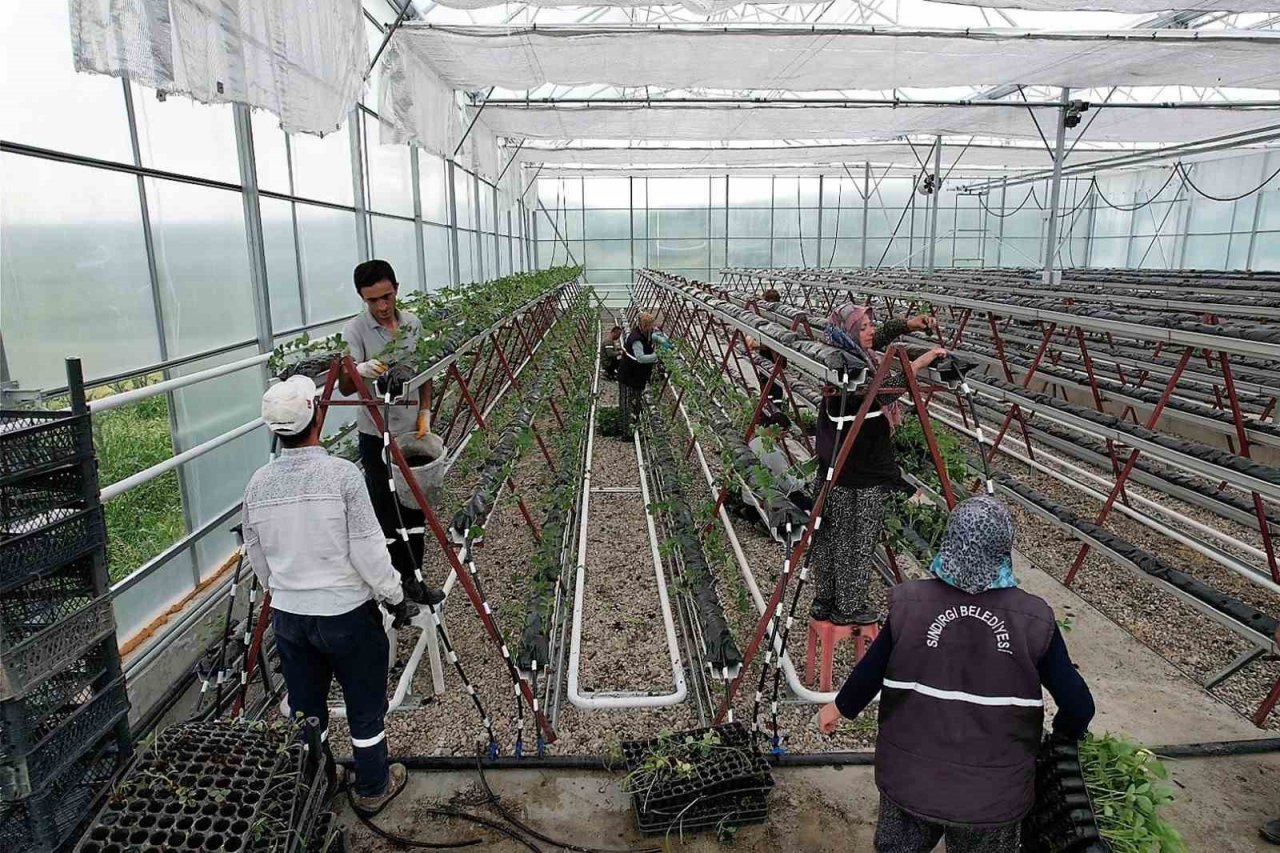 Jeotermal serada 10 bin kök çilek dikildi