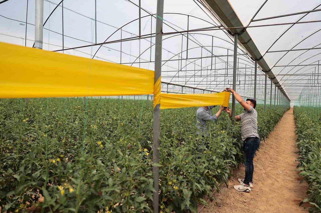 Denizlili üreticilere haşerelerle mücadele desteği sürüyor