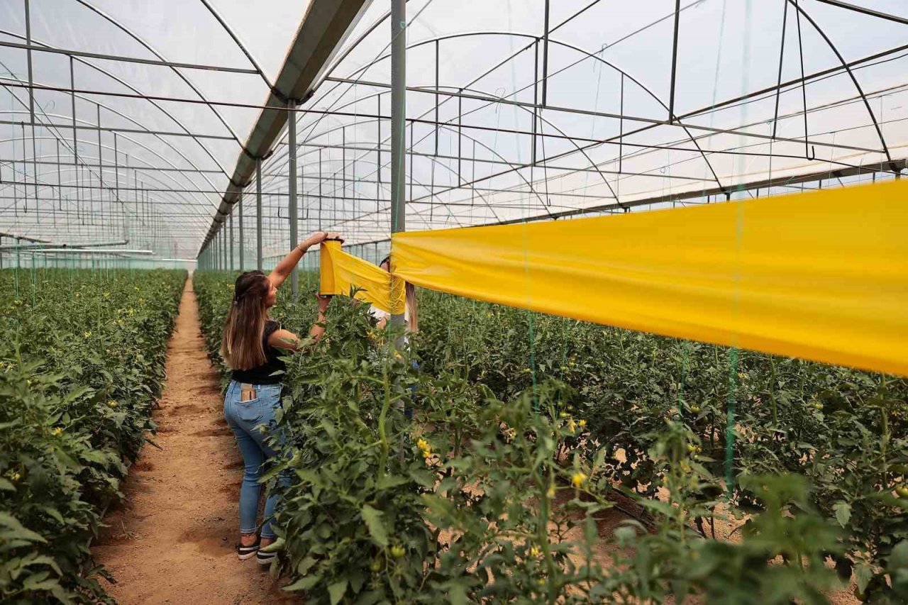 Denizlili üreticilere haşerelerle mücadele desteği sürüyor