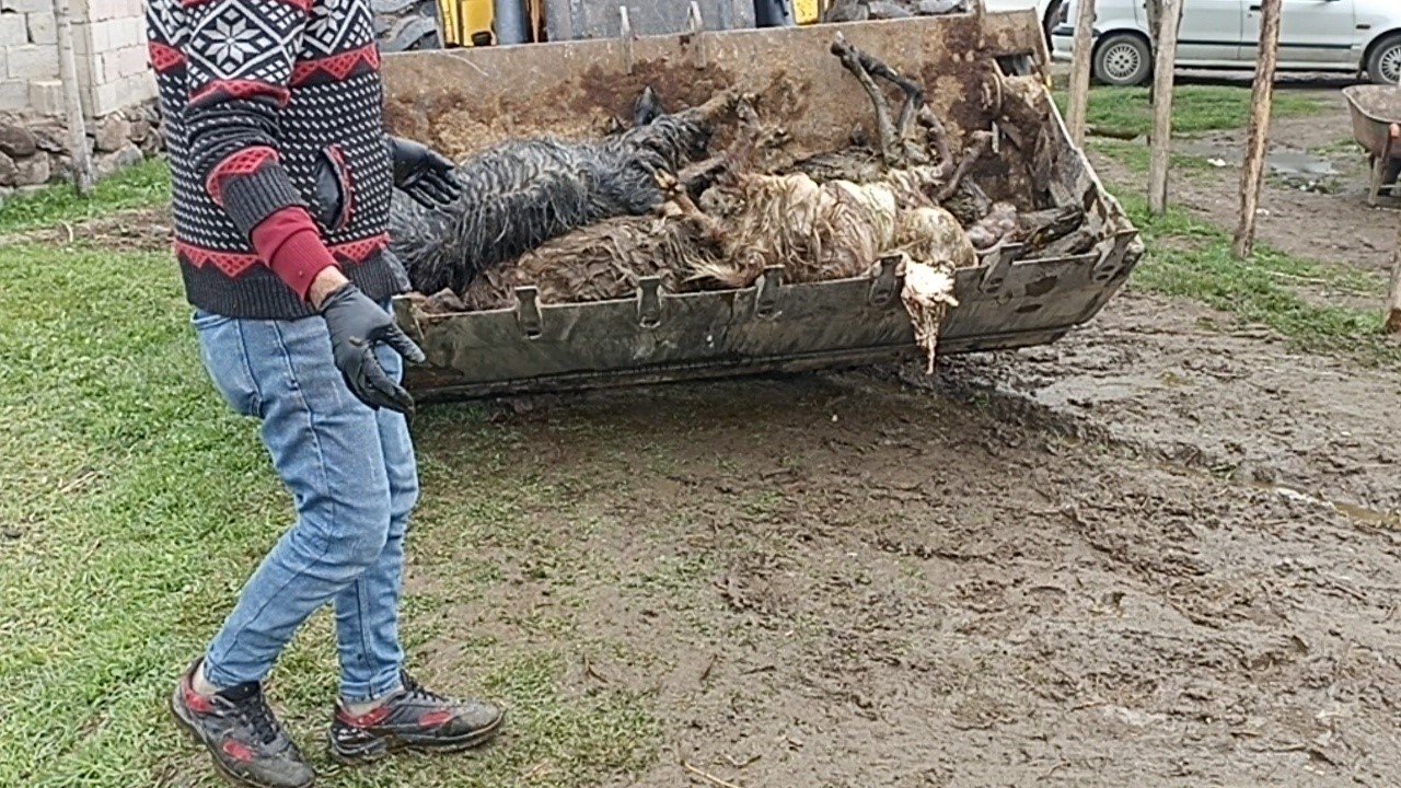 Erciş’te ahıra kurt girdi, koyunları telef etti