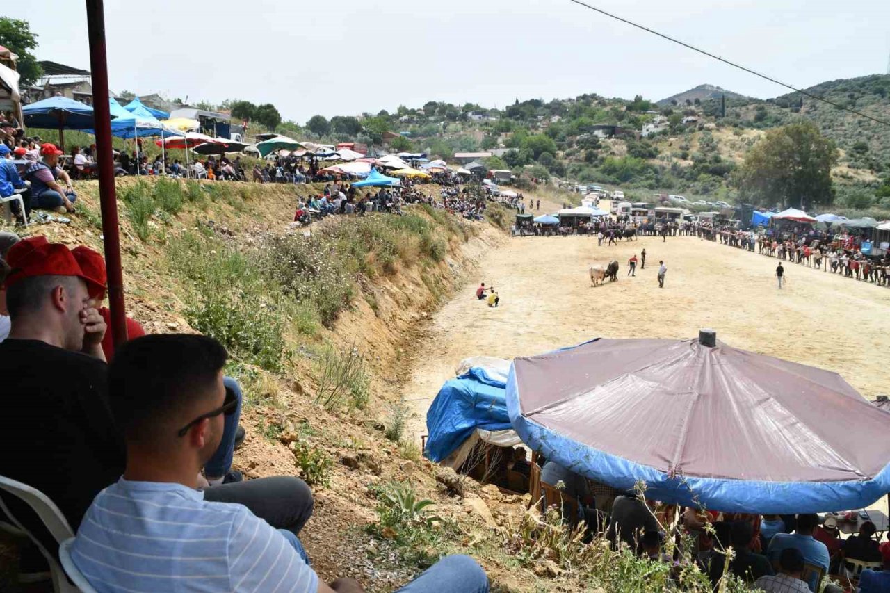 İlki yapılan Avşar Boğa Güreşleri, depremzedeler yararına gerçekleşti