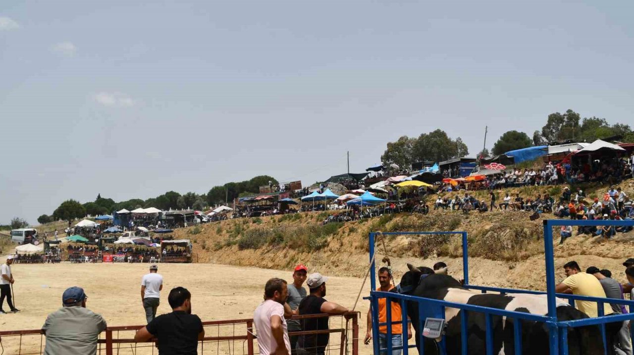 İlki yapılan Avşar Boğa Güreşleri, depremzedeler yararına gerçekleşti