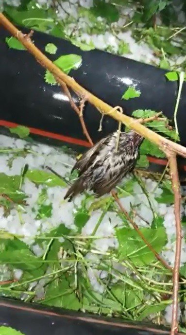 Dolu yağışı sonrası yürek yakan görüntüler