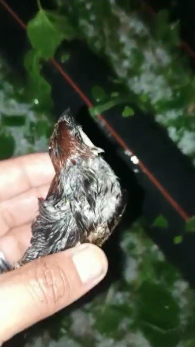 Dolu yağışı sonrası yürek yakan görüntüler