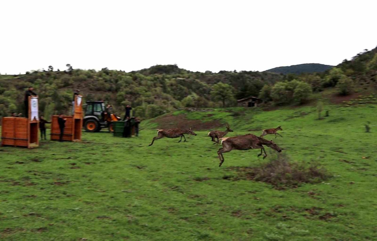 Çorum’da 4 kızıl geyik doğaya salındı