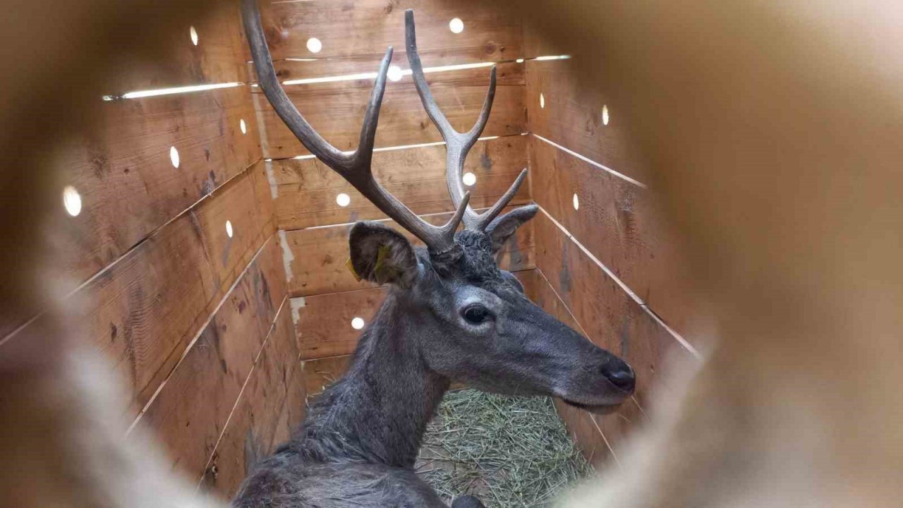 Çorum’da 4 kızıl geyik doğaya salındı