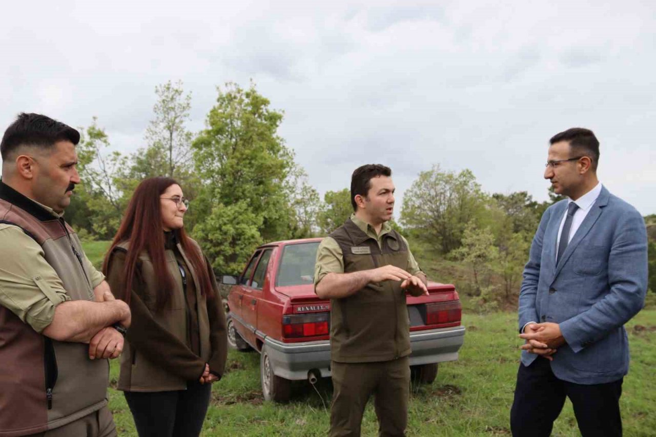 Çorum’da 4 kızıl geyik doğaya salındı