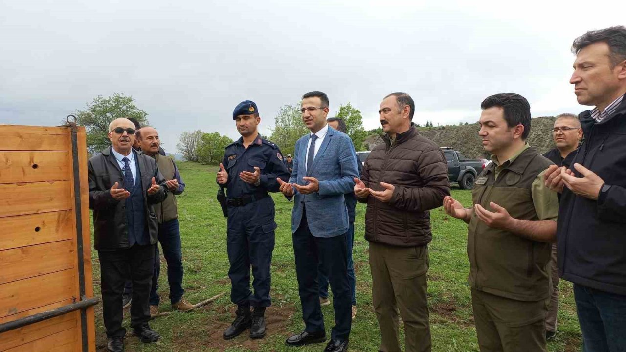 Çorum’da 4 kızıl geyik doğaya salındı