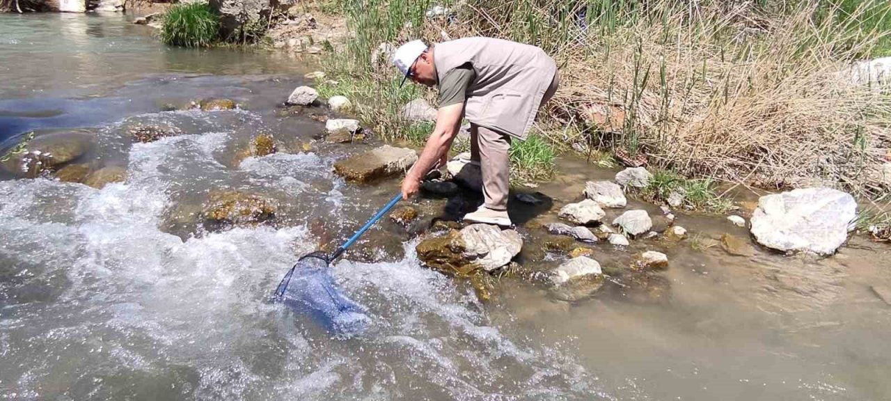 Elazığ’da Hazar İnci ve Siraz Balığı izleme çalışması yapıldı